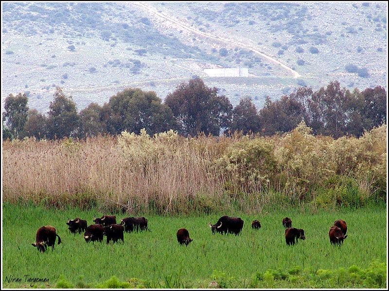 Hula Valley