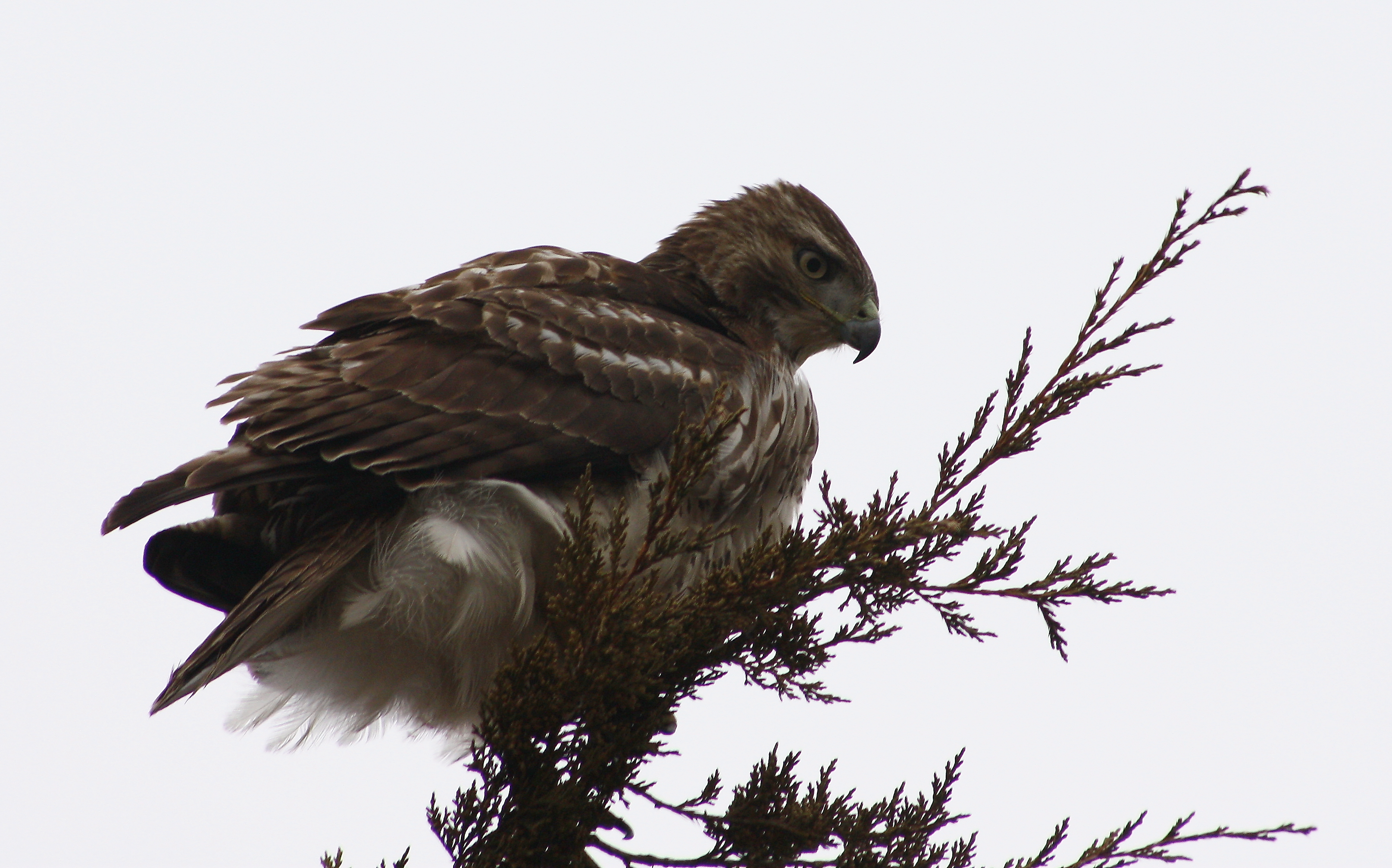 red-tailed hawk