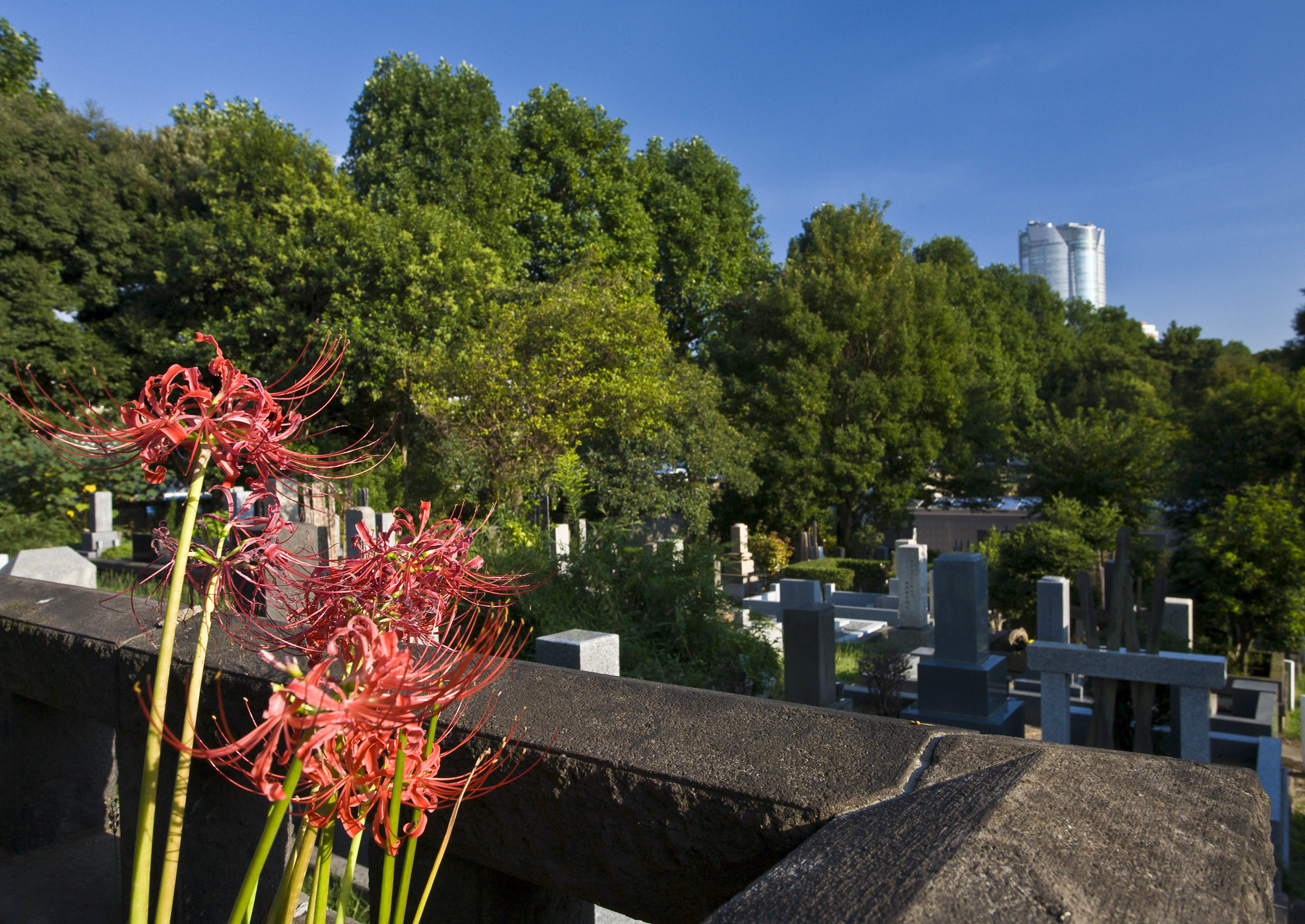 Higanbana (Autumn equinox flower)