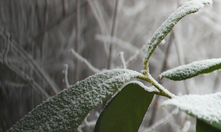 Frosted leaf 1.jpg