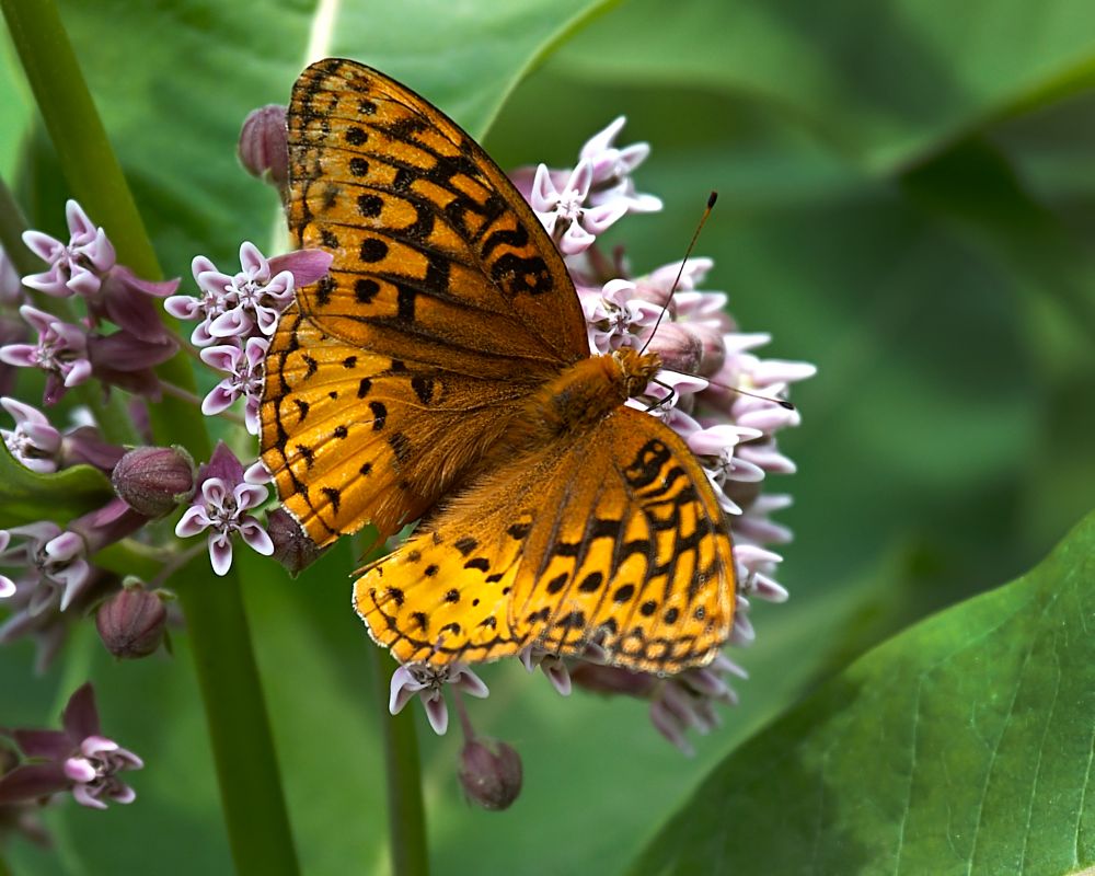Fritillary Butterfly and Milkweed Flower
