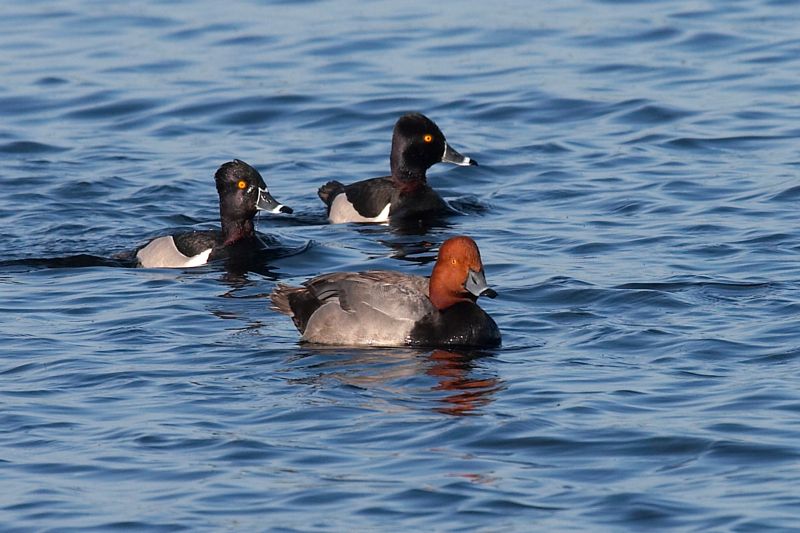 Redhead and Ringnecks