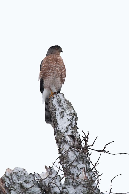 Coopers Hawk (Adult)