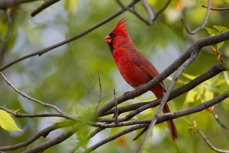 Northern Cardinal