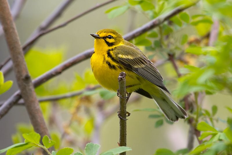 Prairie Warbler