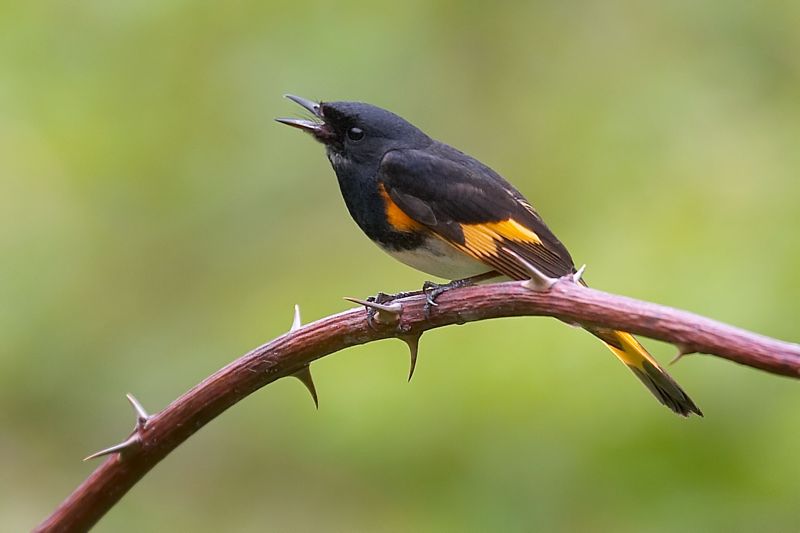 American Redstart Warbler