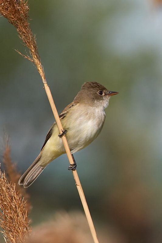 Willow Flycatcher