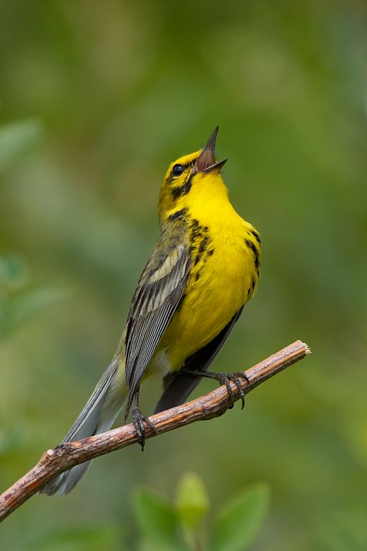 Prairie Warbler