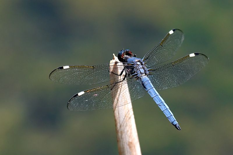 Spangled Skimmer Dragonfly