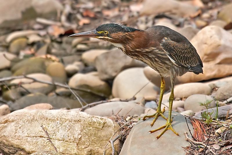 Green Heron