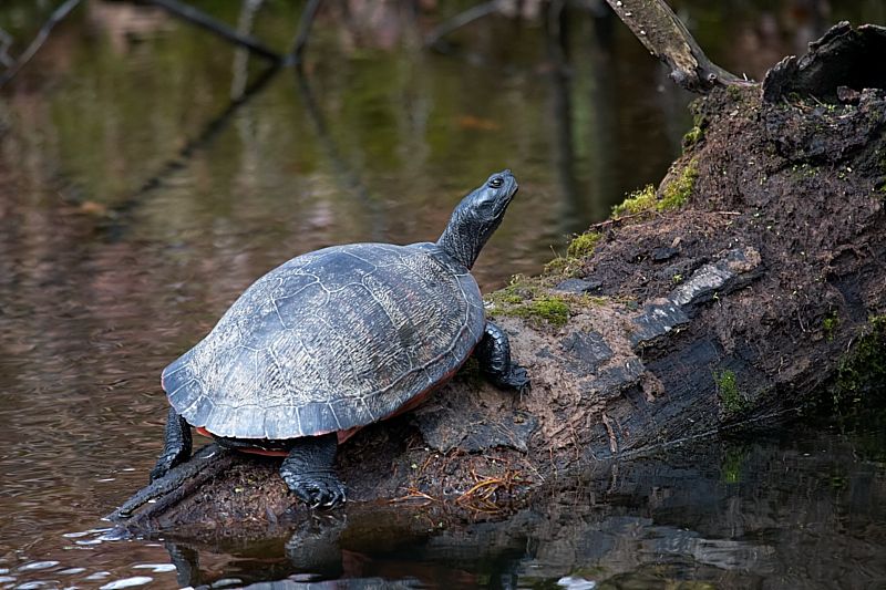 Red-bellied Turtle