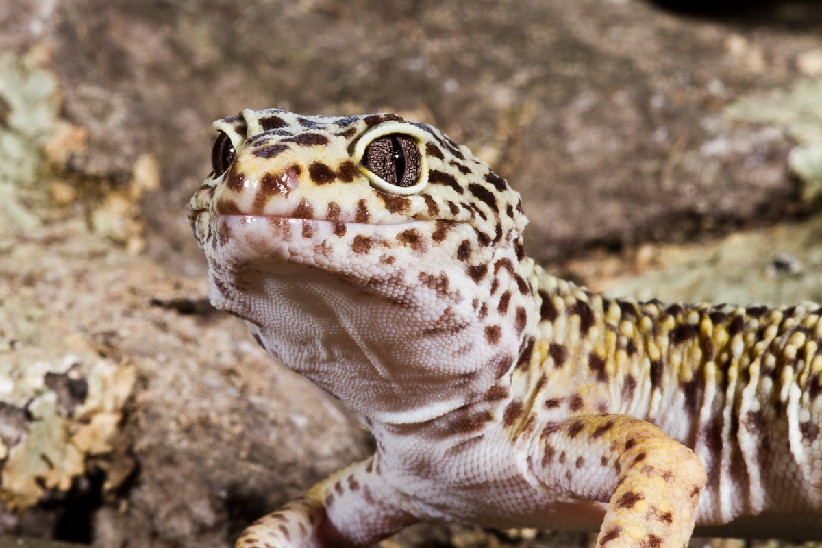 Leopard Gecko