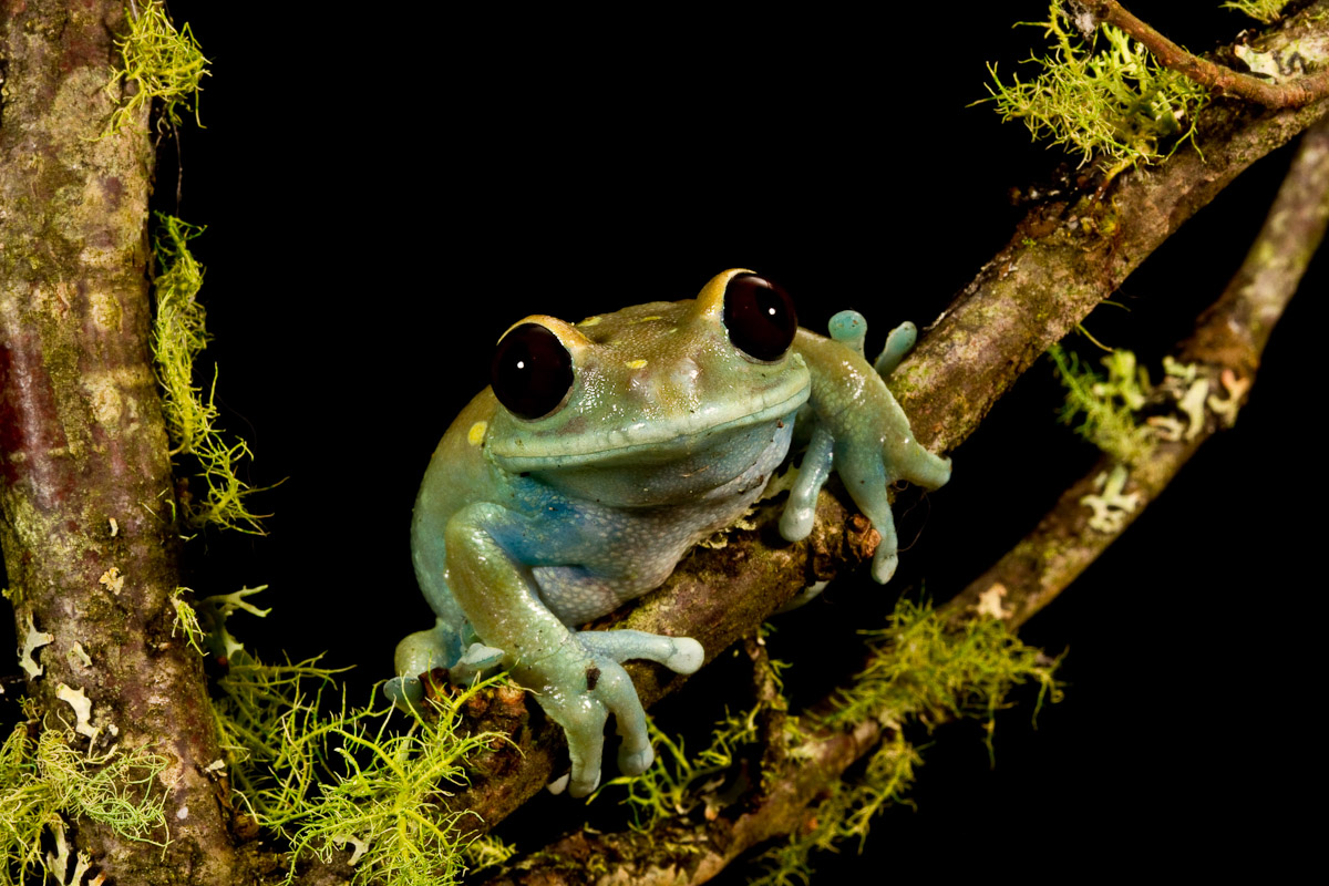 Maroon Eye Tree Frog
