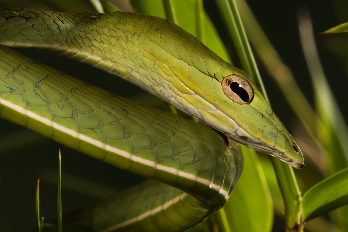 Malaysian Vine Snake
