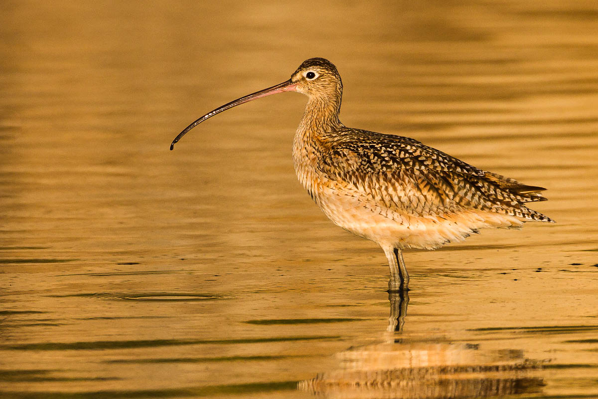 Sunset: Long-billed Curlew