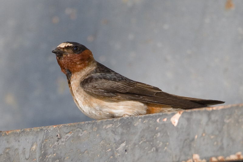 Cliff swallow portrait