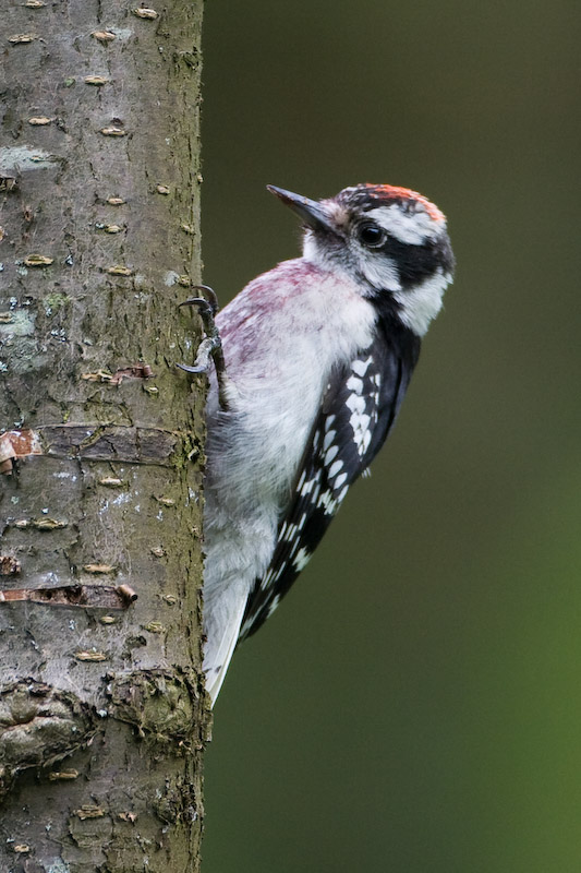 Woodpecker question #3