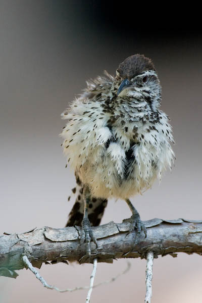 Cactus Wren, primping