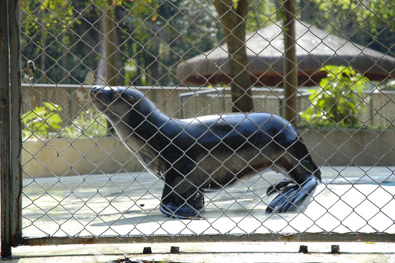 No Zoolgico