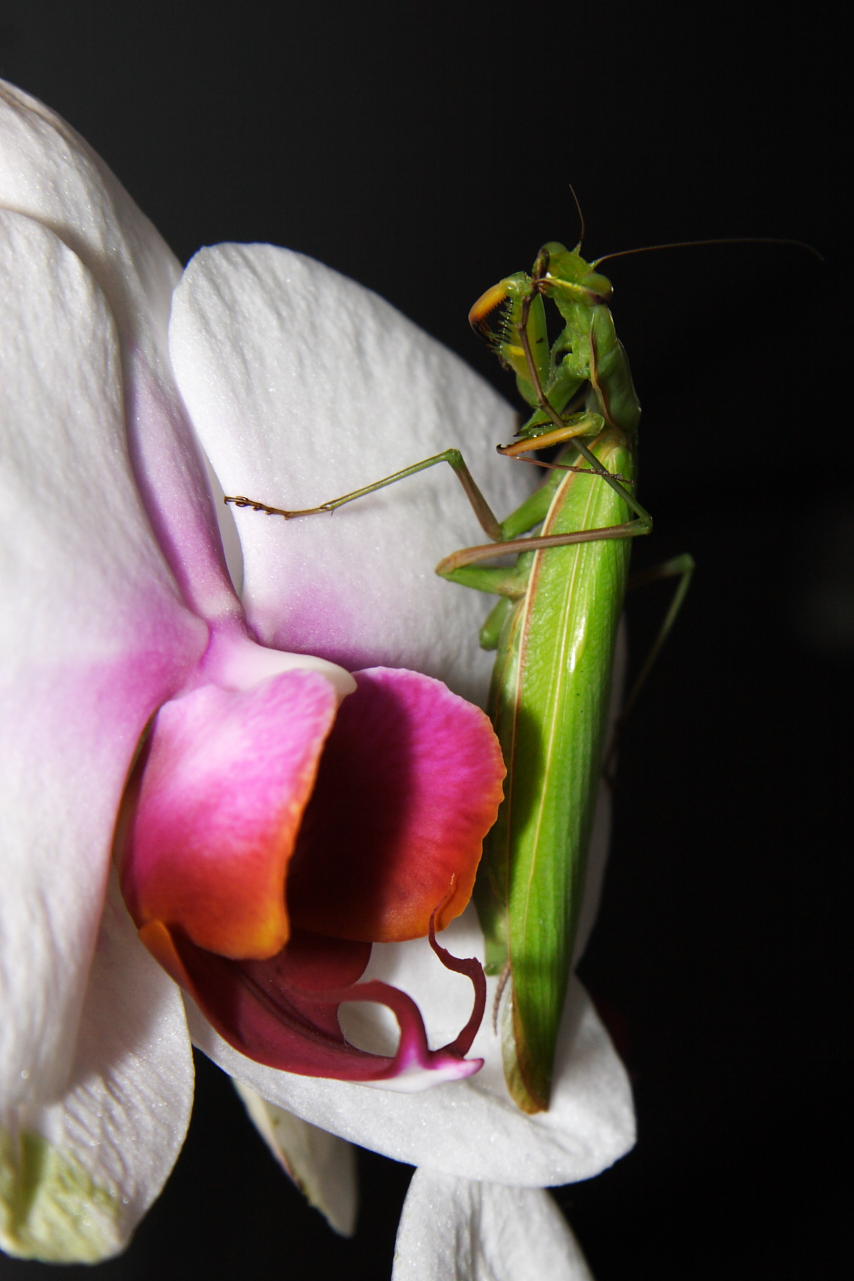 Grooming Mantis II