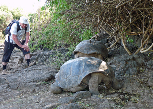 Tortoises are ~ 125 years old