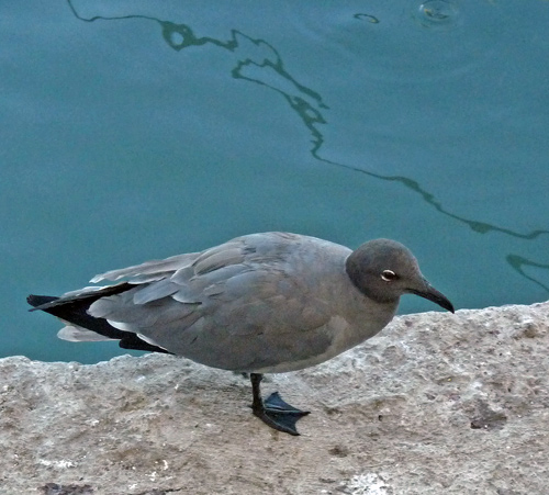 Lava Gull - endemic to Galapagos Is. Worlds rearest gull, only ~ 400 pairs (Lonely Planet)