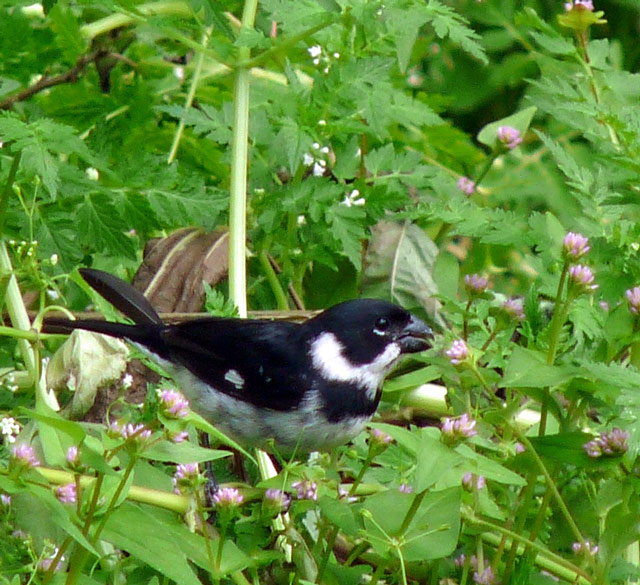 There were also a variety of birds