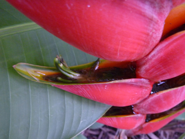 The hummingbirds loved to sip nectar from the Bird of Paradise