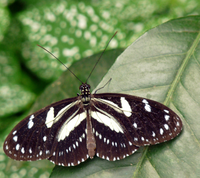 Heliconius Athis                  P1010483w.jpg