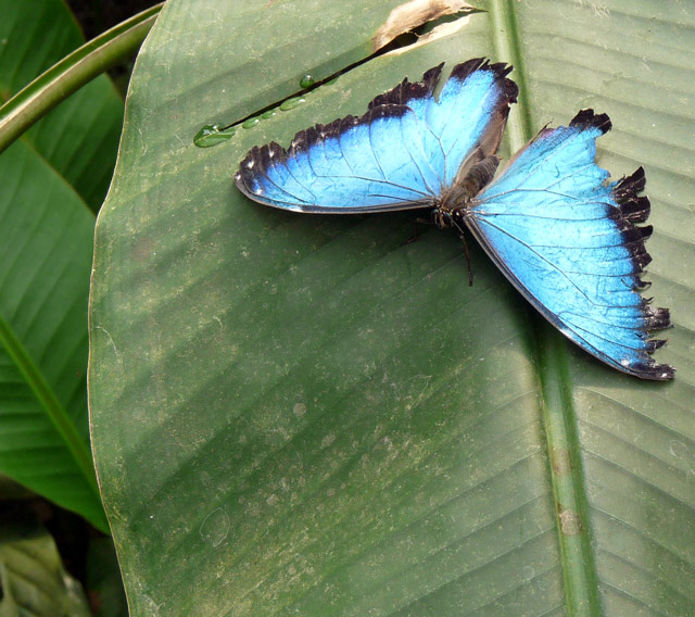 Morpho Peleides