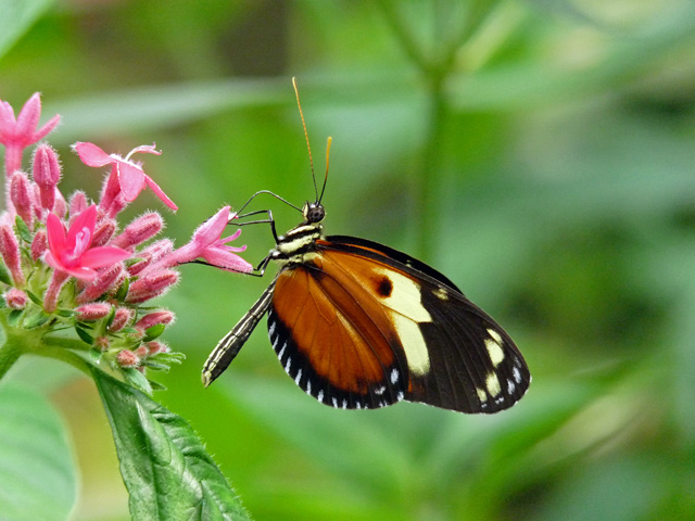    Sunset Longwing                                             P1010530w.jpg