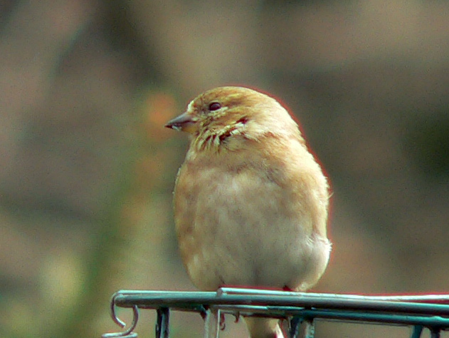 Female American Goldfinch - regular all year