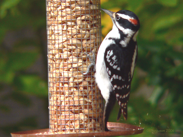Hairy Woodpecker  (male) - regular all year