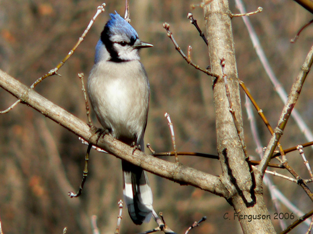 Blue Jay - regular all year providing you feed them peanuts :-)