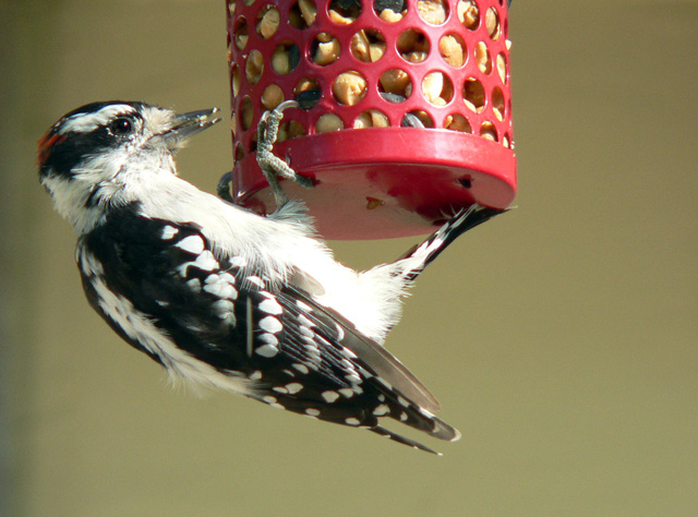 Downy Woodpecker - regular all year