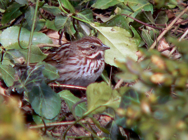 Song Sparrow regular migrant spring and fall
