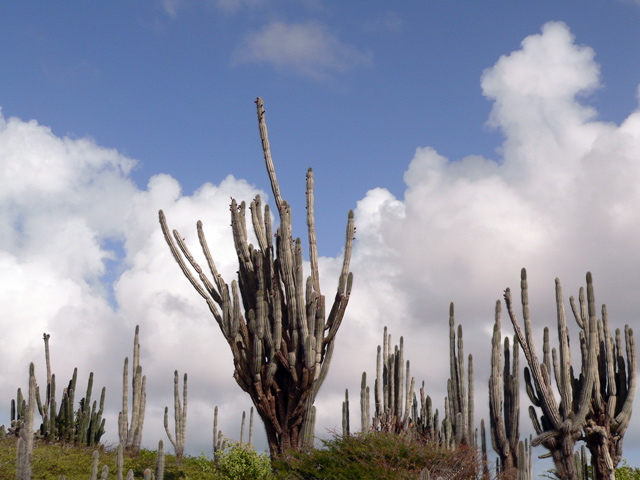 Cacti