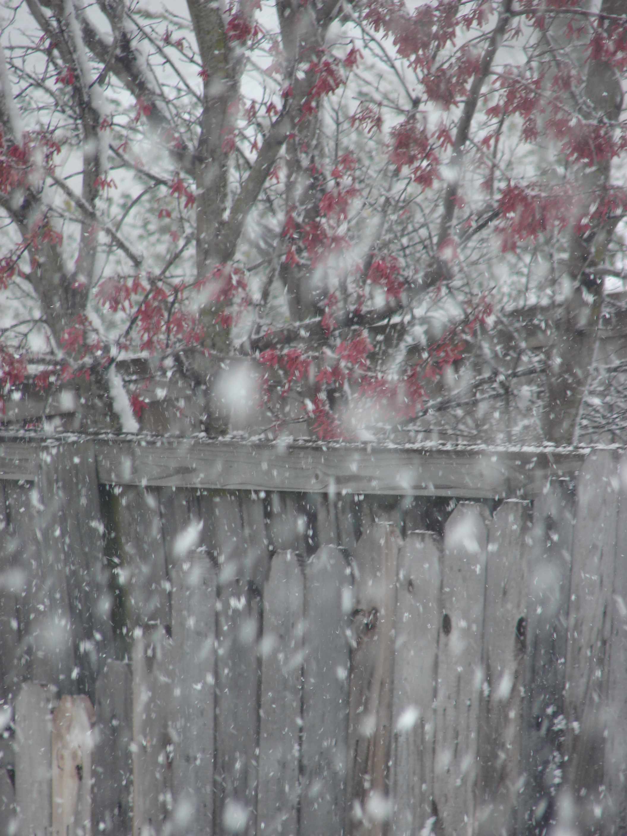 Natures Flurries