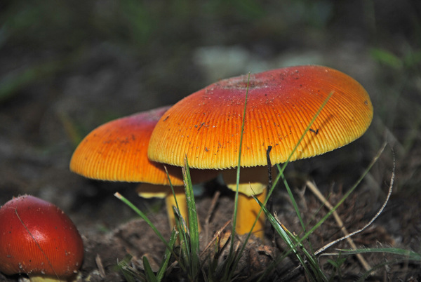 Three Orange Mushrooms