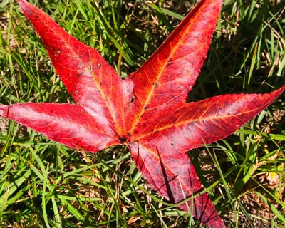 Fall Colors