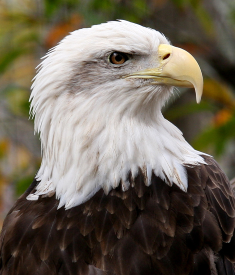 Regal Raptor
