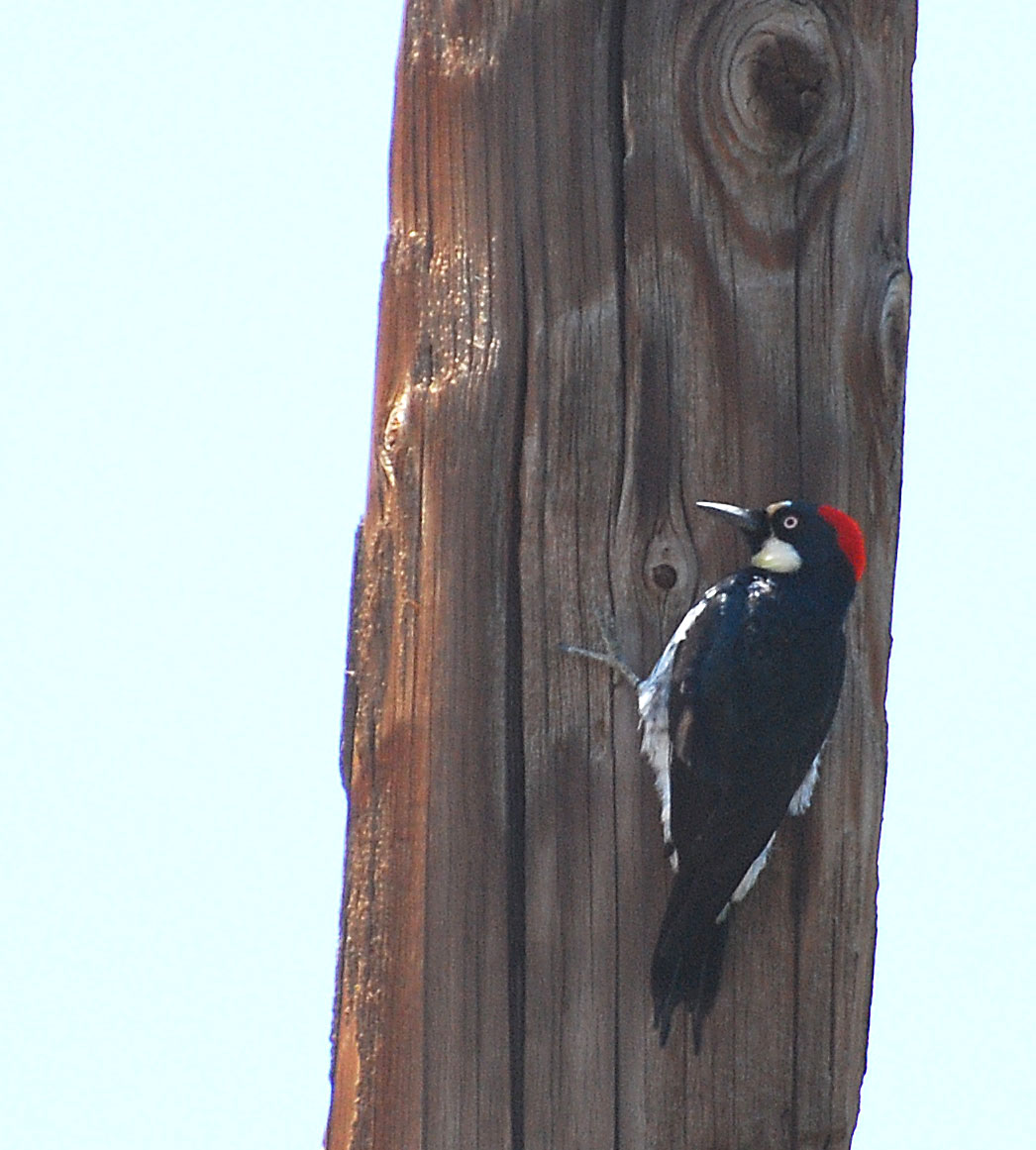 acorn-woodpecker.jpg