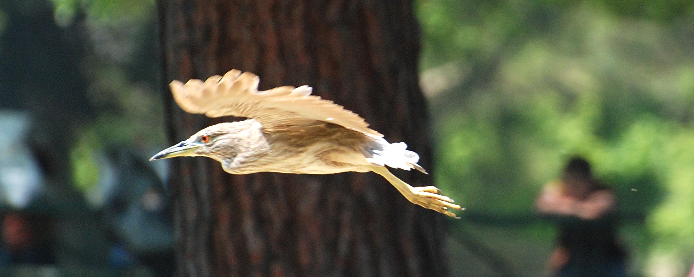 night heron