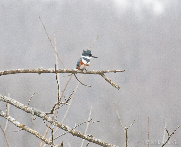 Belted Kingfisher (Ceryle alcyon)