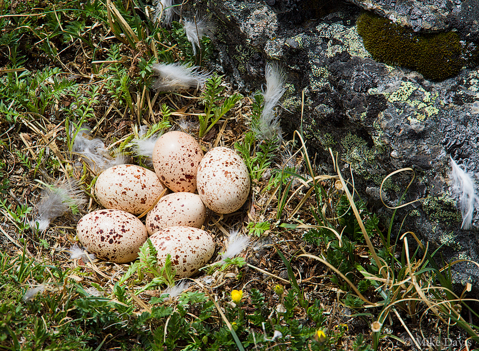 Nest - White-tailed ptarmigan