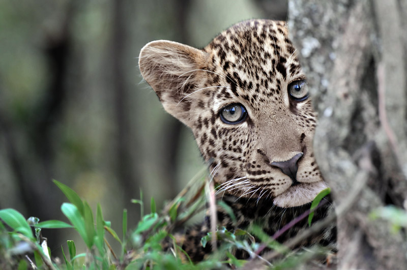 Lopardeau jouant  cache-chache - Baby leopard playing hide-and-seek