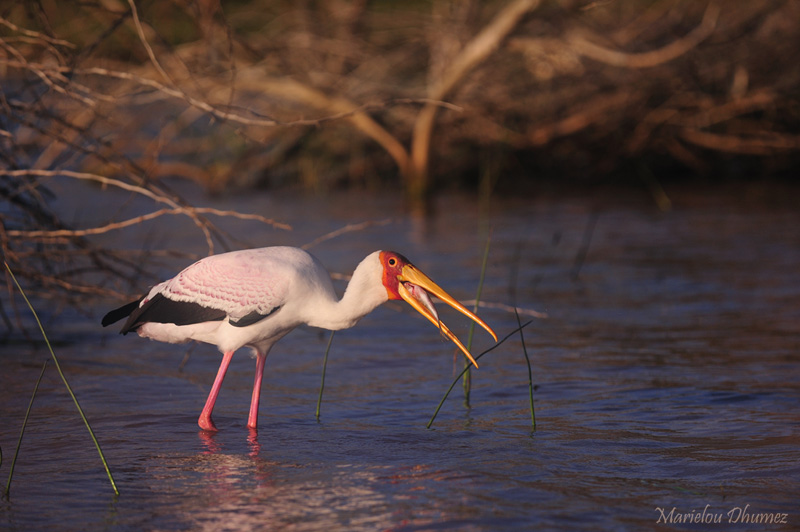 Action 19 - yellow-billed stork eating his fish !