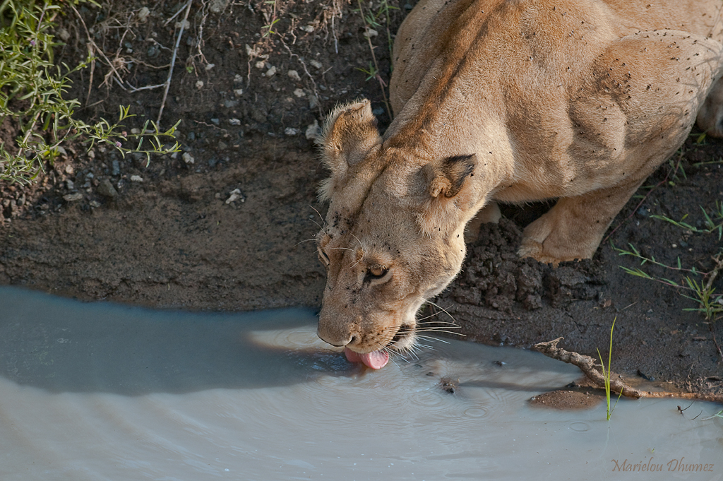 Lioness drinking at the Masai Mara River