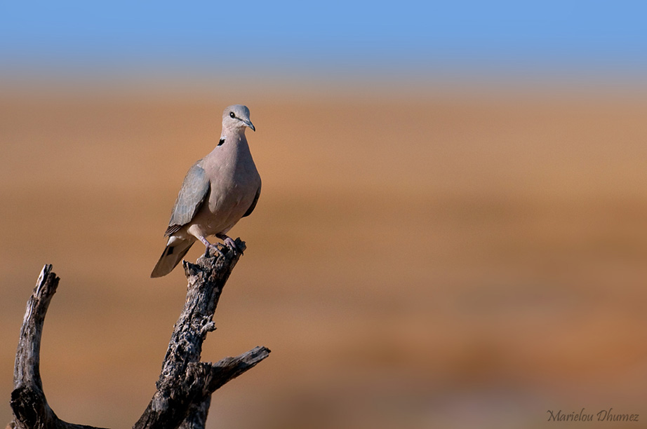 Turtledove - Tourterelle