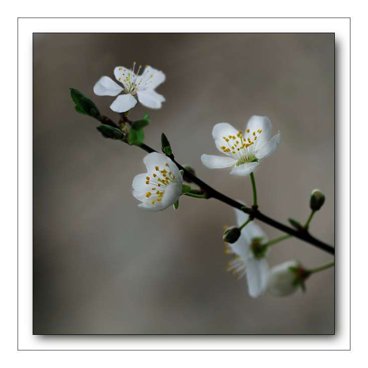 Fleurs de cerisier